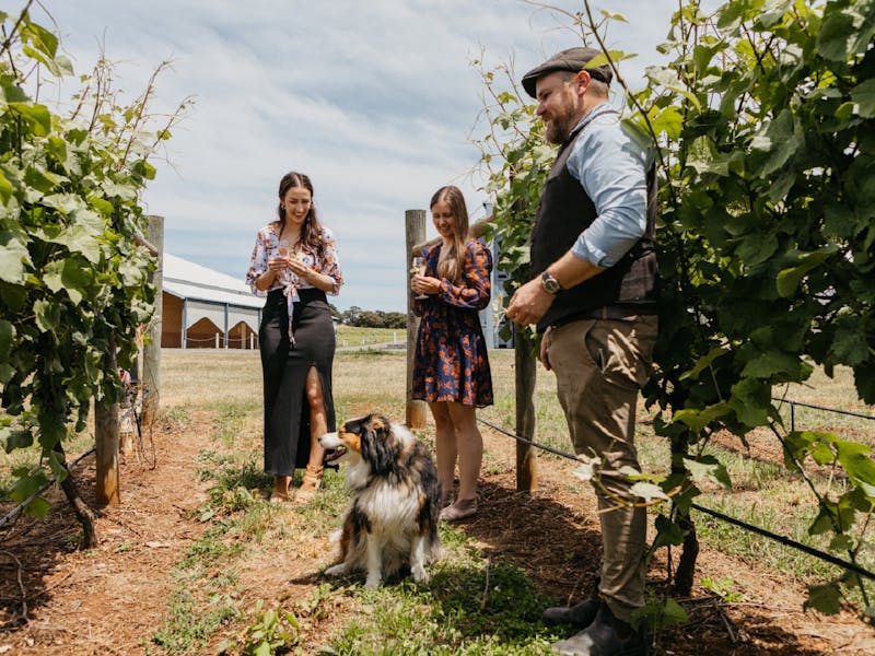 Working Dogs: Truffles and Vines image