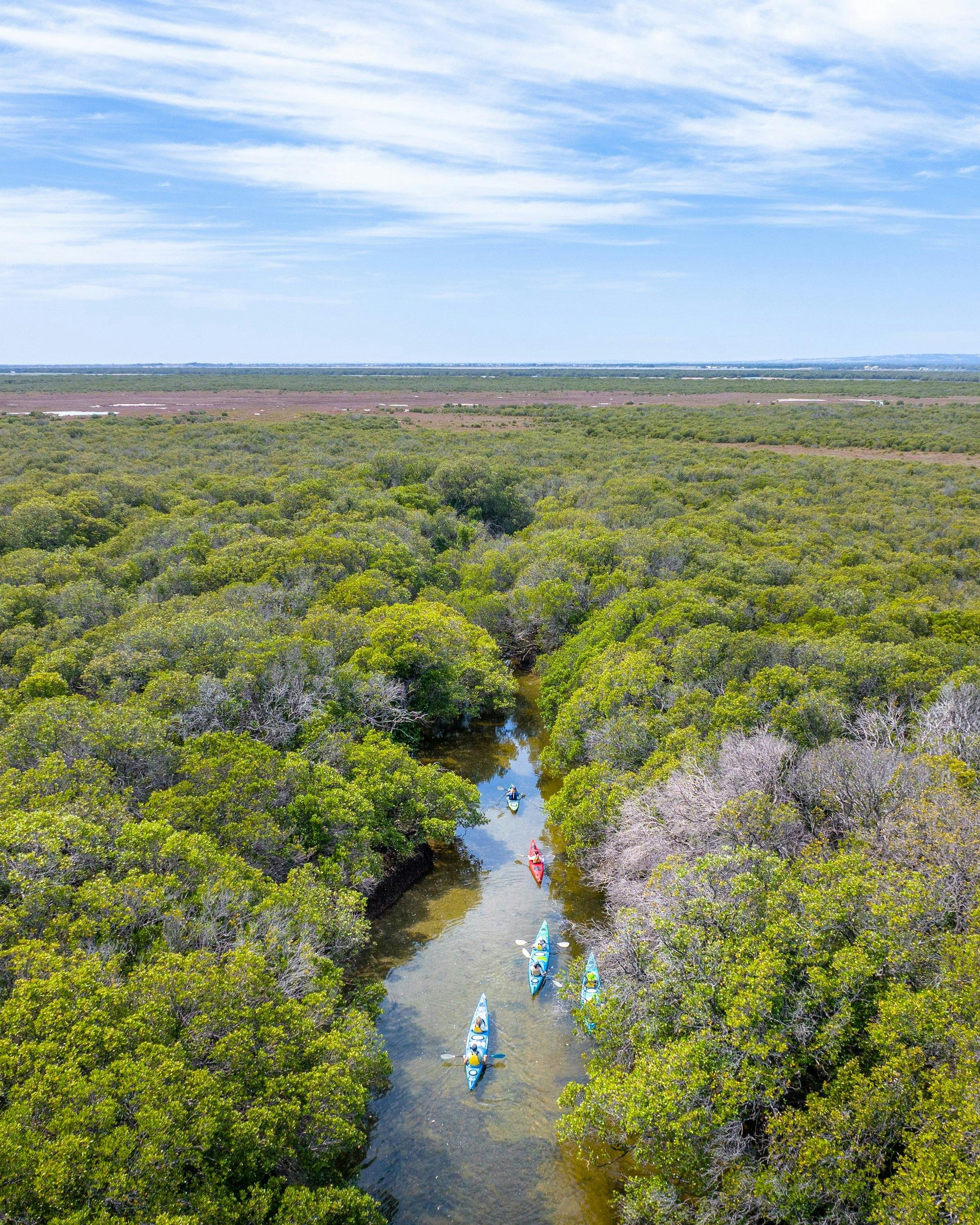 Mangrove forests