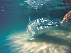 Tangalooma Dolphin Feeding