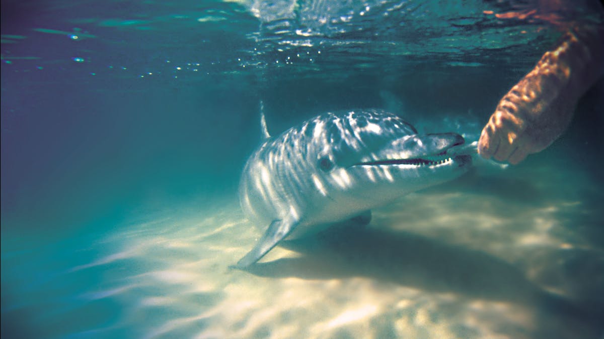 Tangalooma Dolphin Feeding