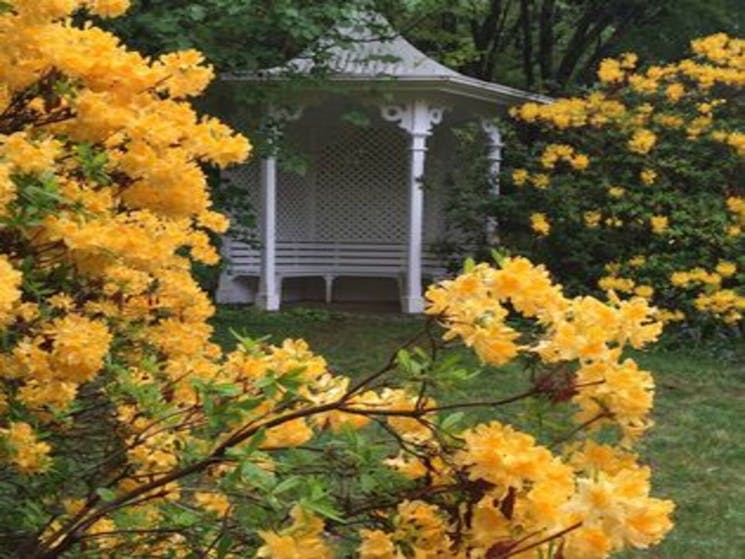 Summerhouse with yellow mollusc azaleas in full bloom