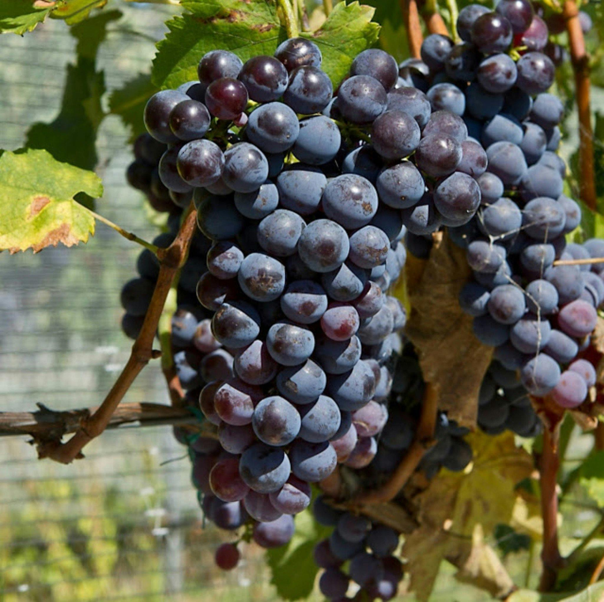 Grapes