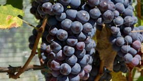 Grapes