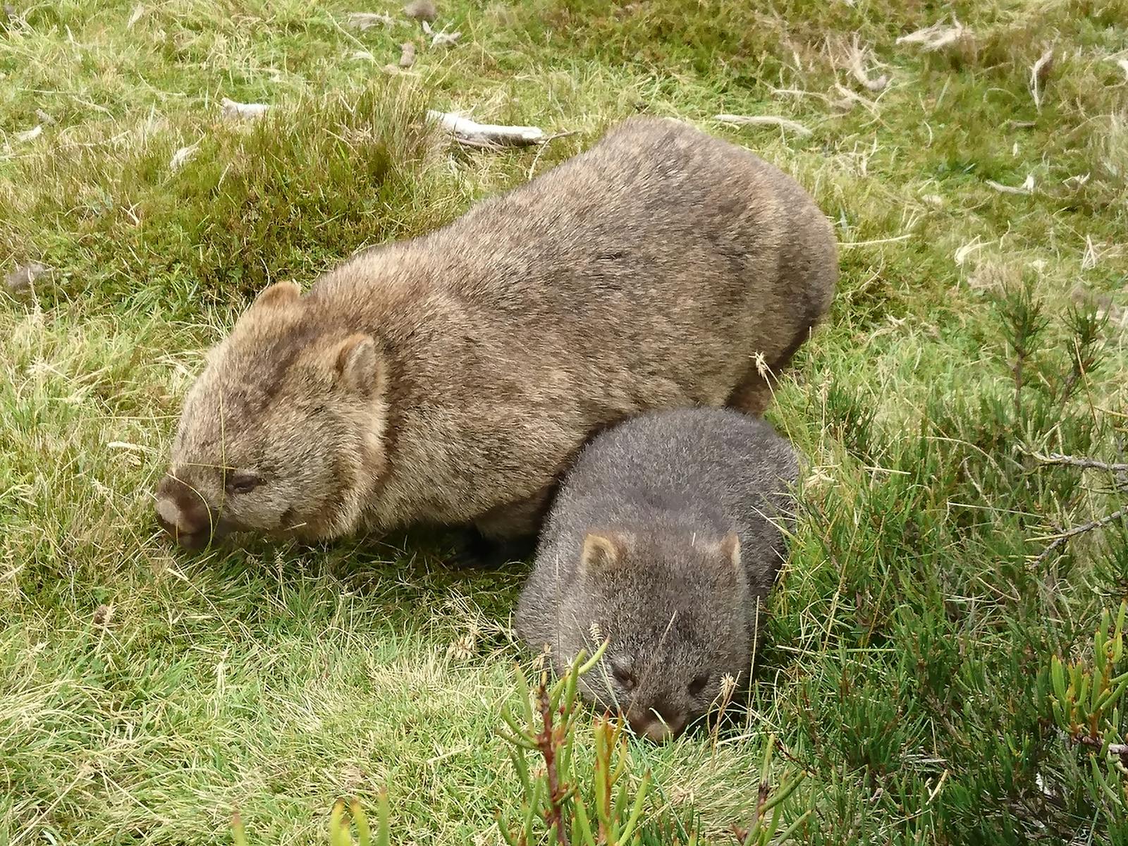 Mother and baby wombat at Cradle Mountain
