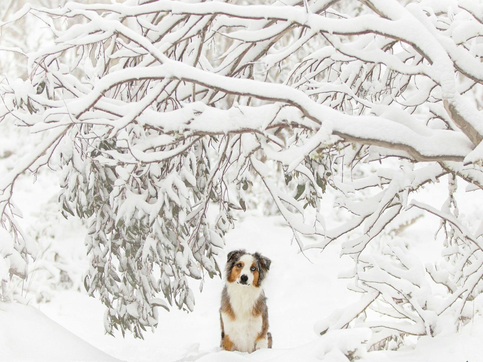 Image for Snow Dogs Photography and Retreats