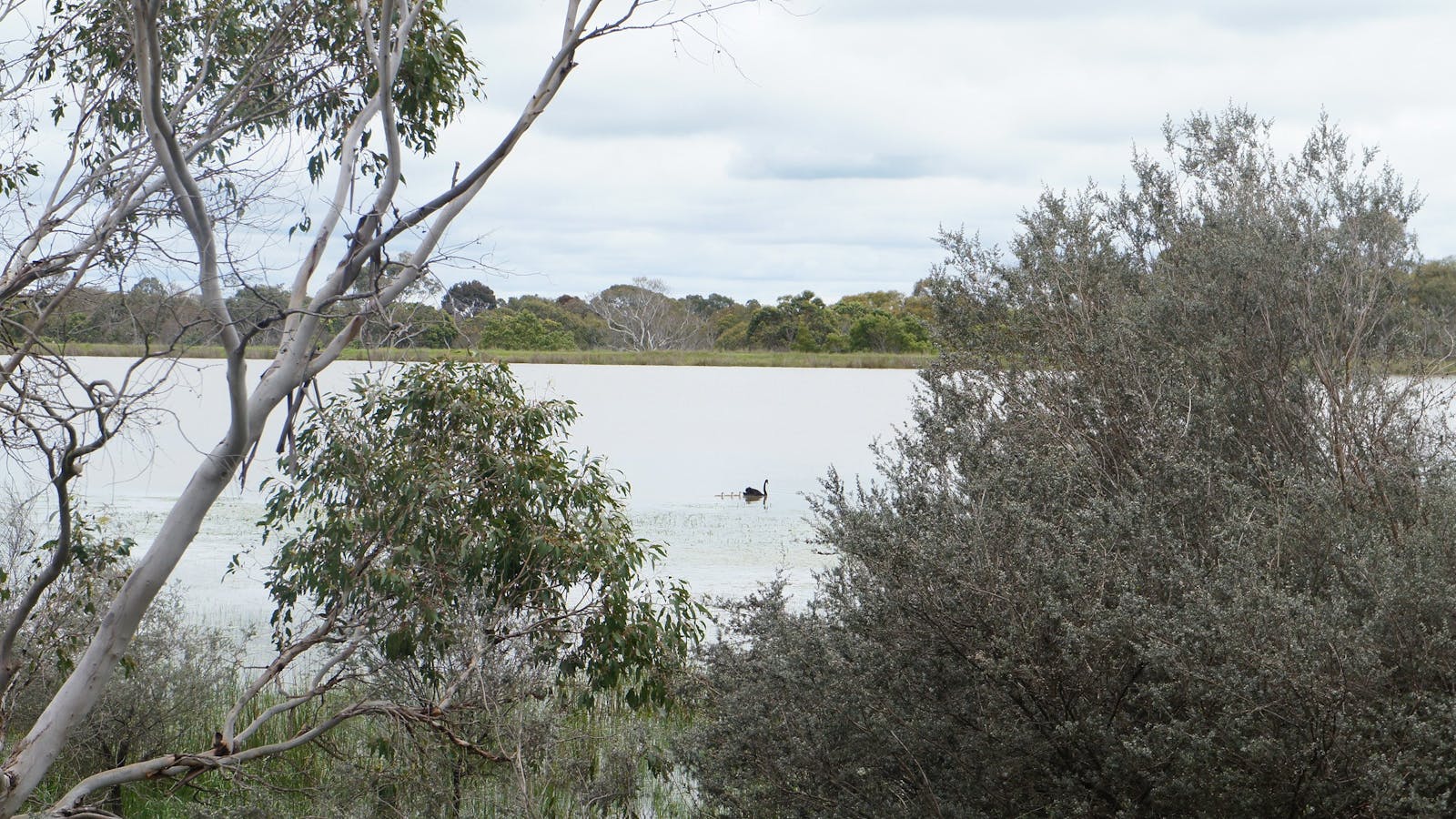The Hamilton Bandicoot Wildlife Walk