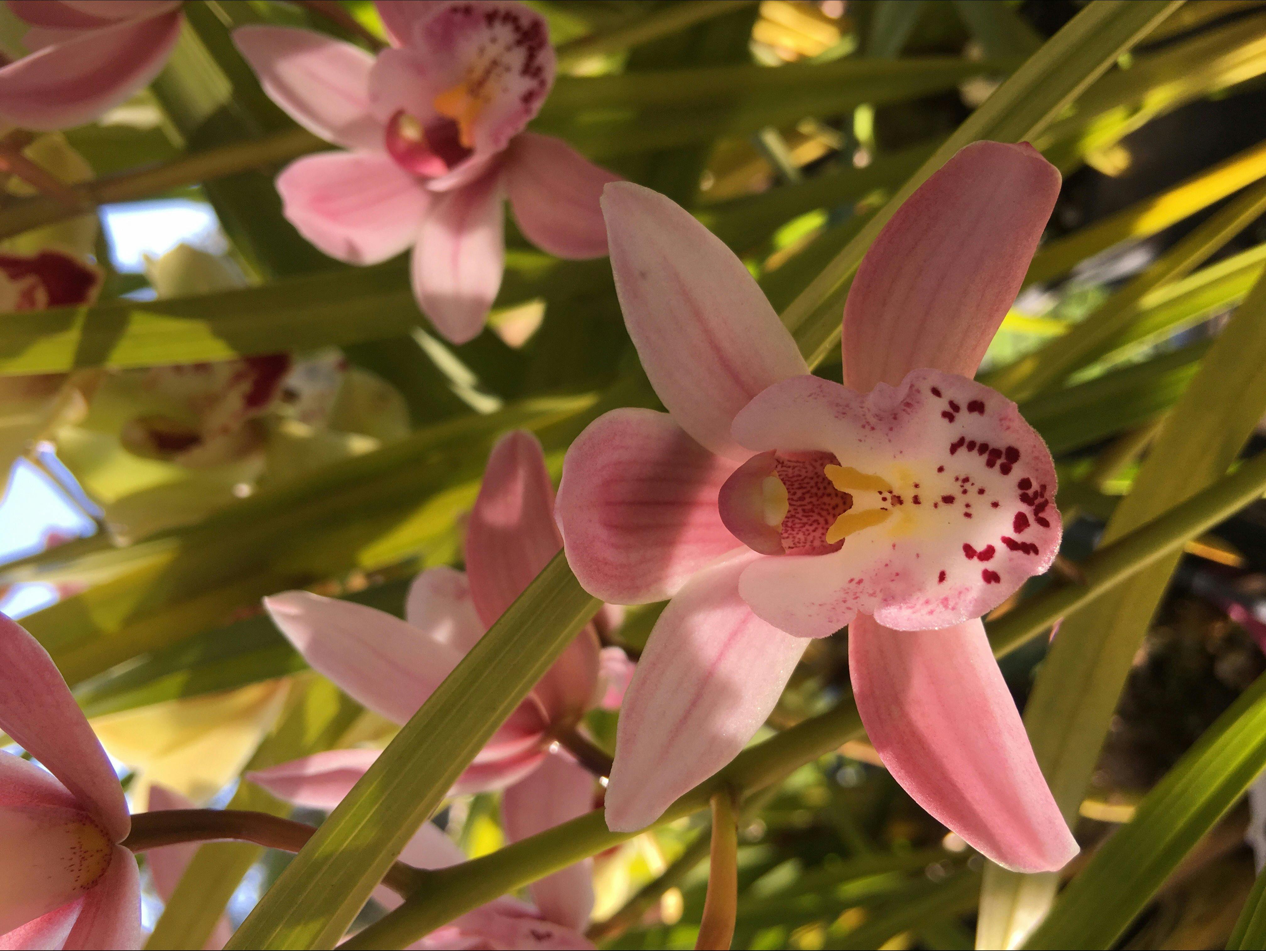 EWE Nique Hobby Farm - Haigslea