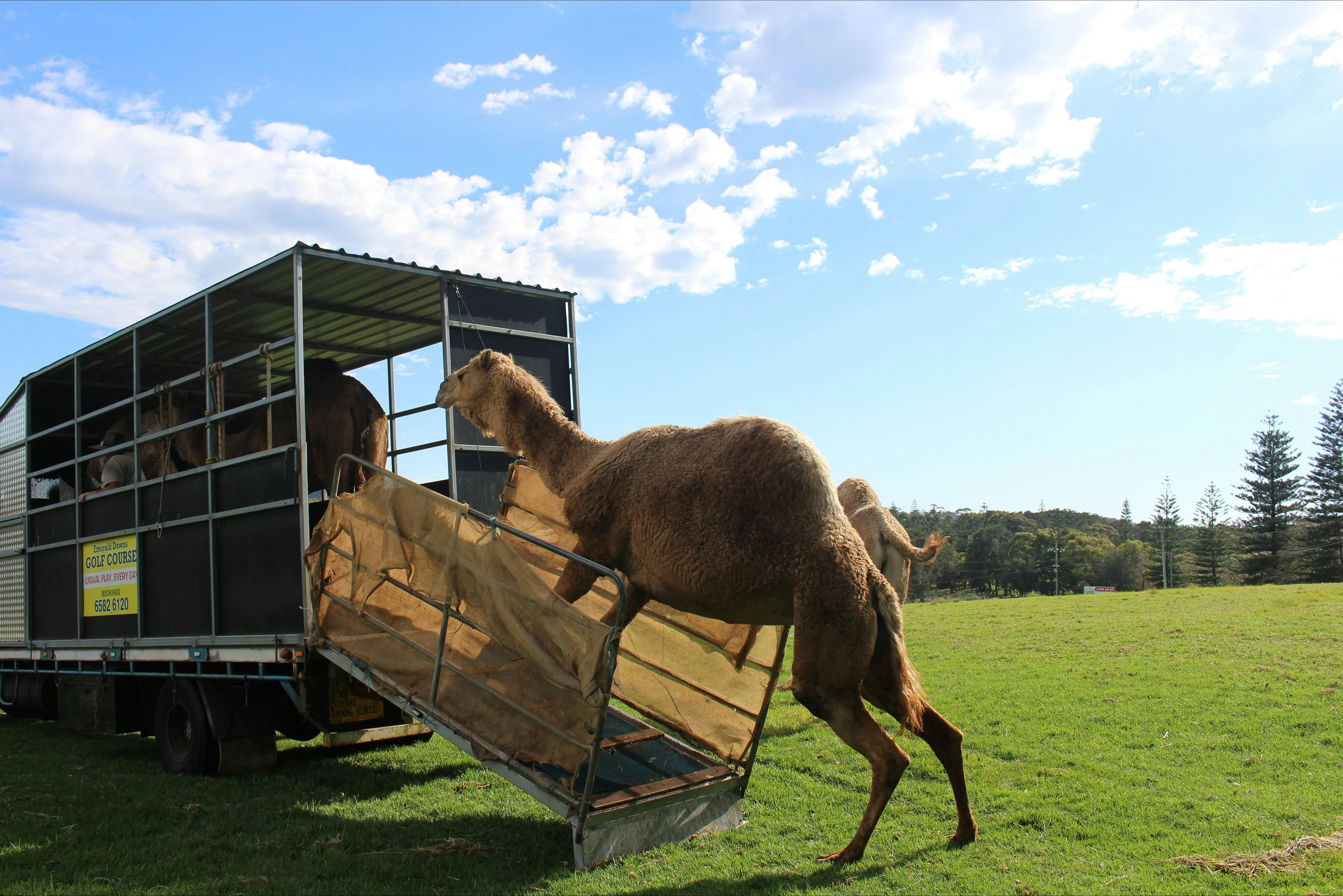self loading camels