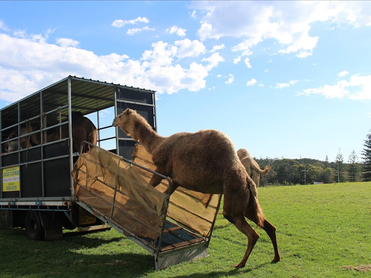 self loading camels