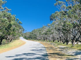 Avenue of Honour, Albany, Western Australia