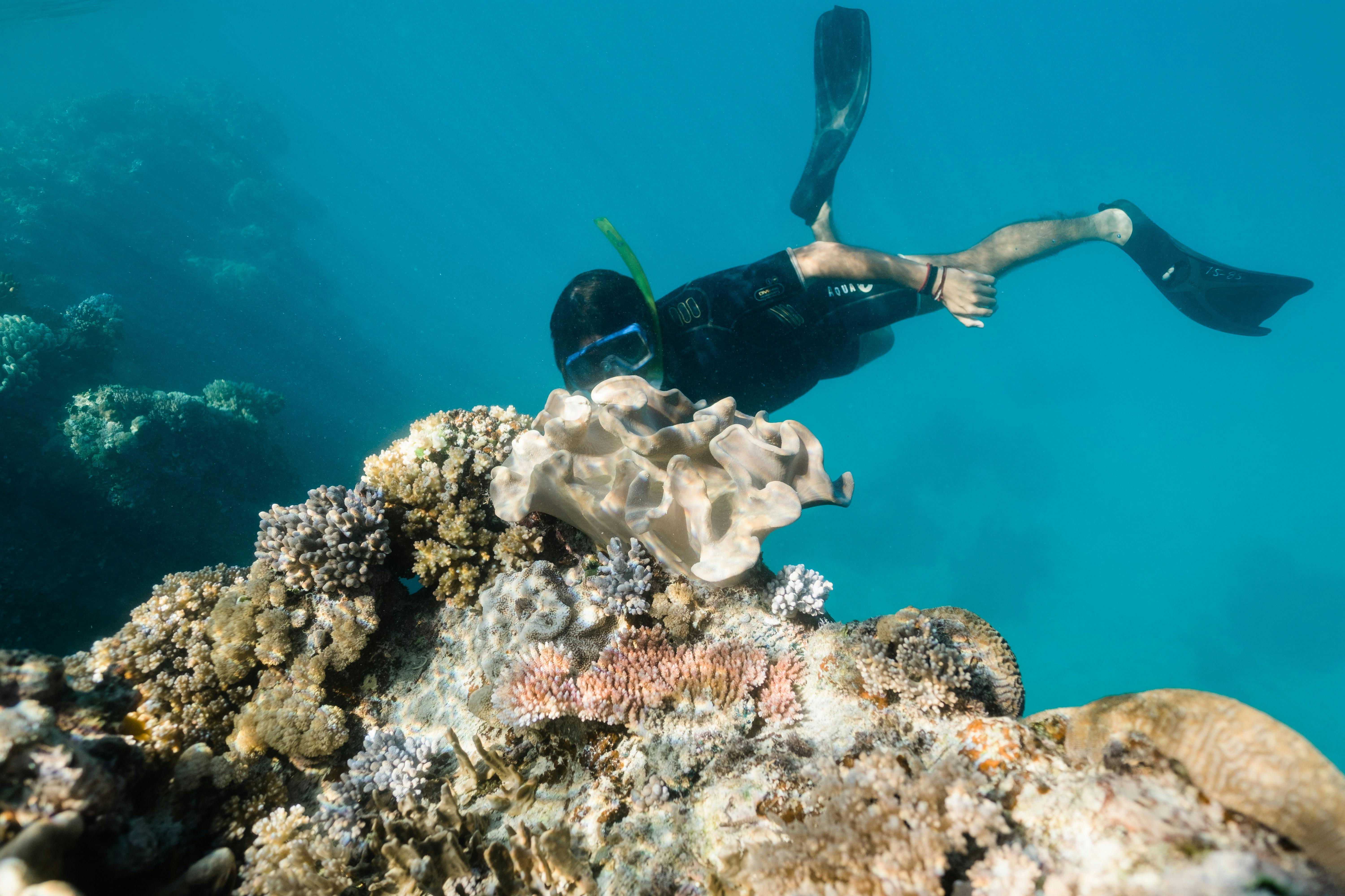 Snorkeler and reef