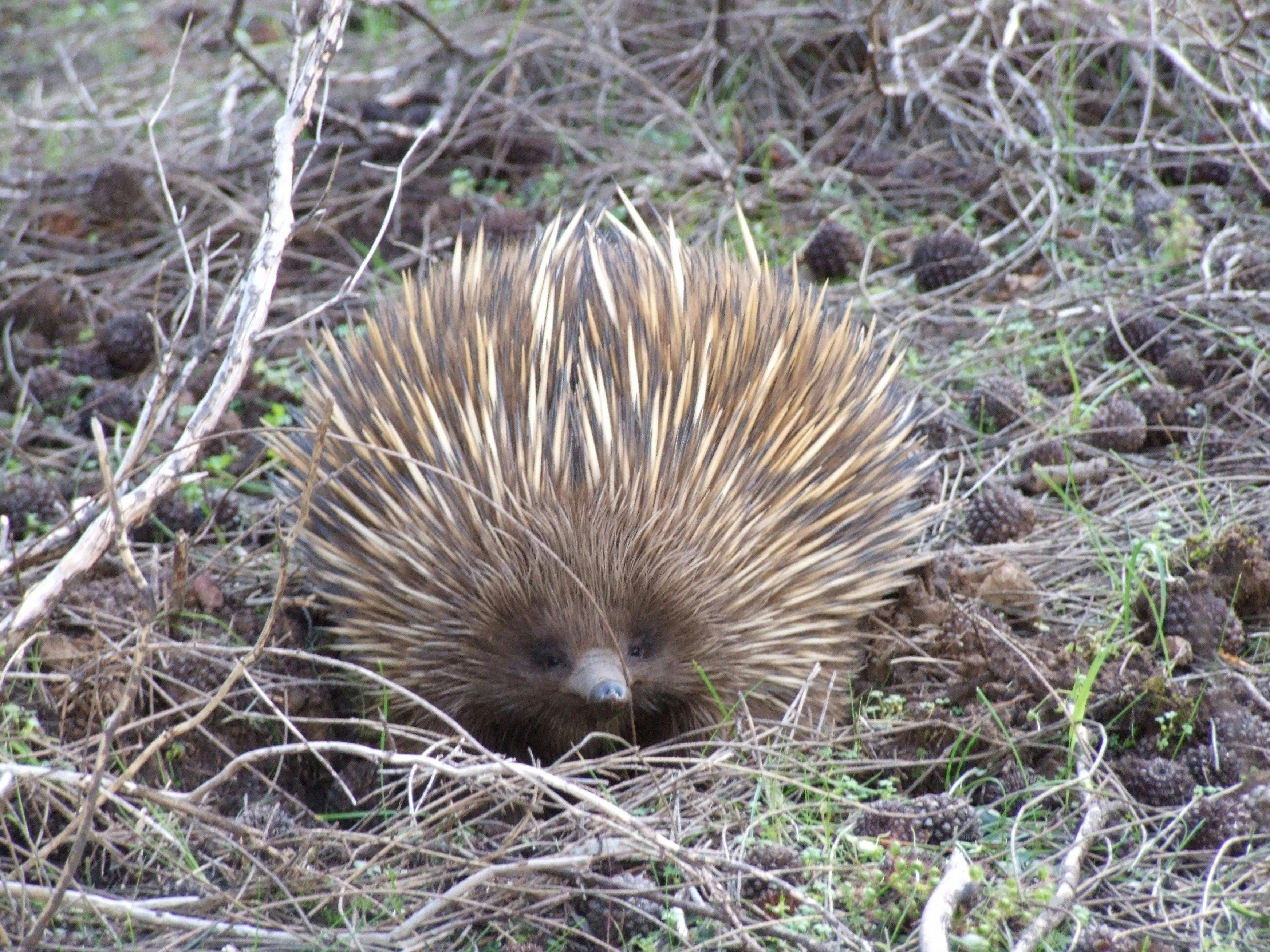 Echidna