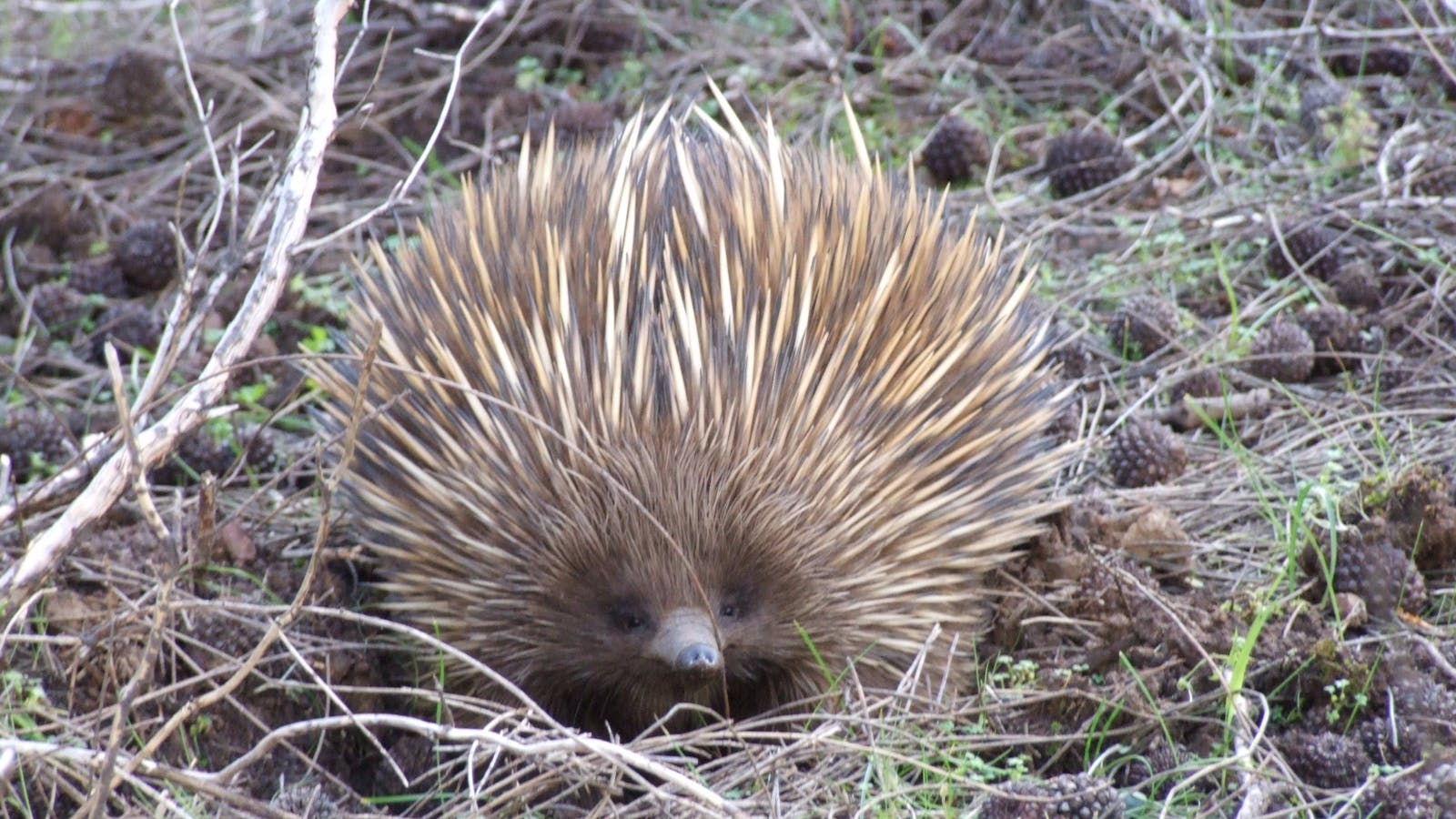 Kangaroo Island Hire a Guide & Nocturnal Tours
