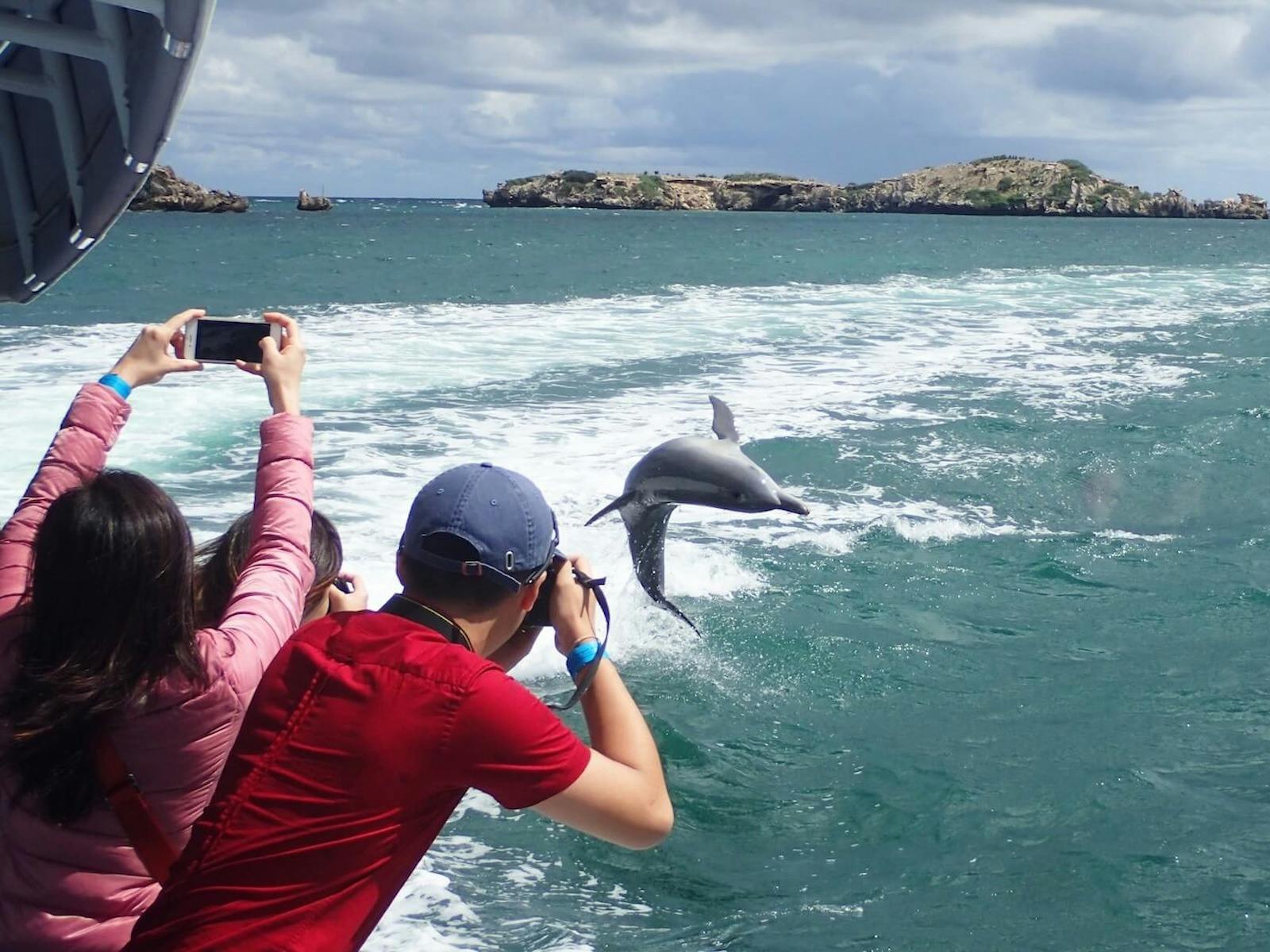 Margaret River Western Australia Dolphins