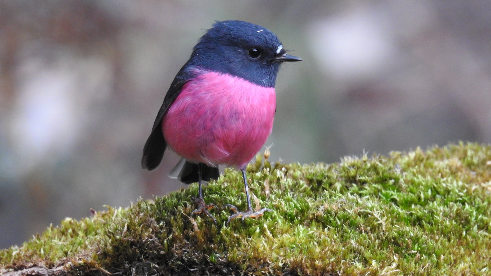 Pink Robin - Inala Nature Tours