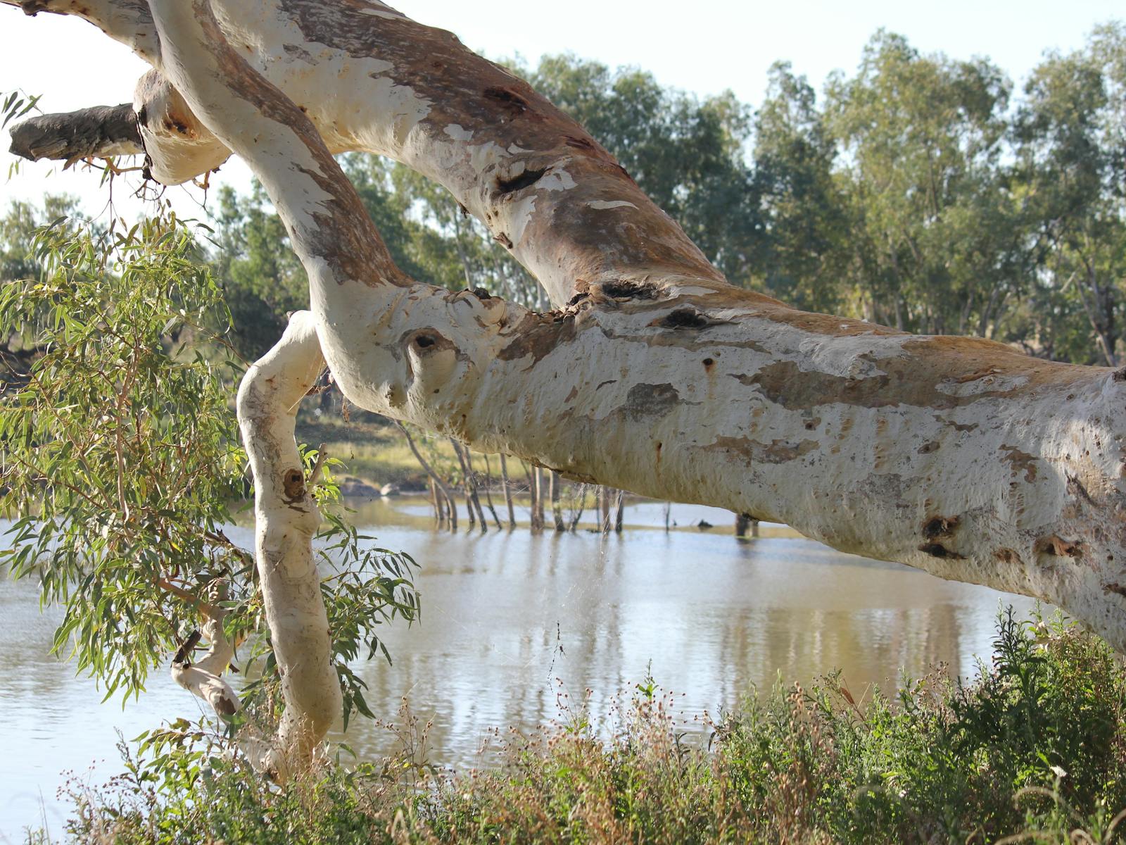 Darling River Run Sydney to Broken Hill Outback NSW 5 天 River Red Gum