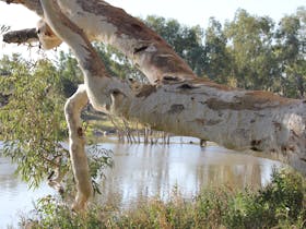 Darling River Run Sydney to Broken Hill Outback NSW 5 days River Red Gum