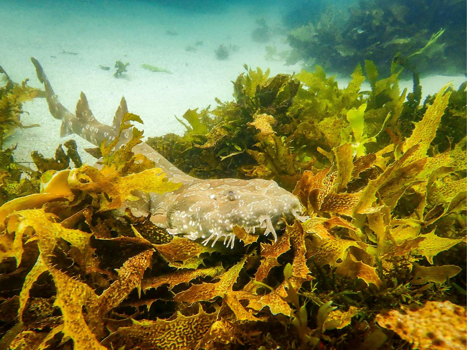 A wobbegong shark resting on the ocean floor, partially camouflaged against the reef