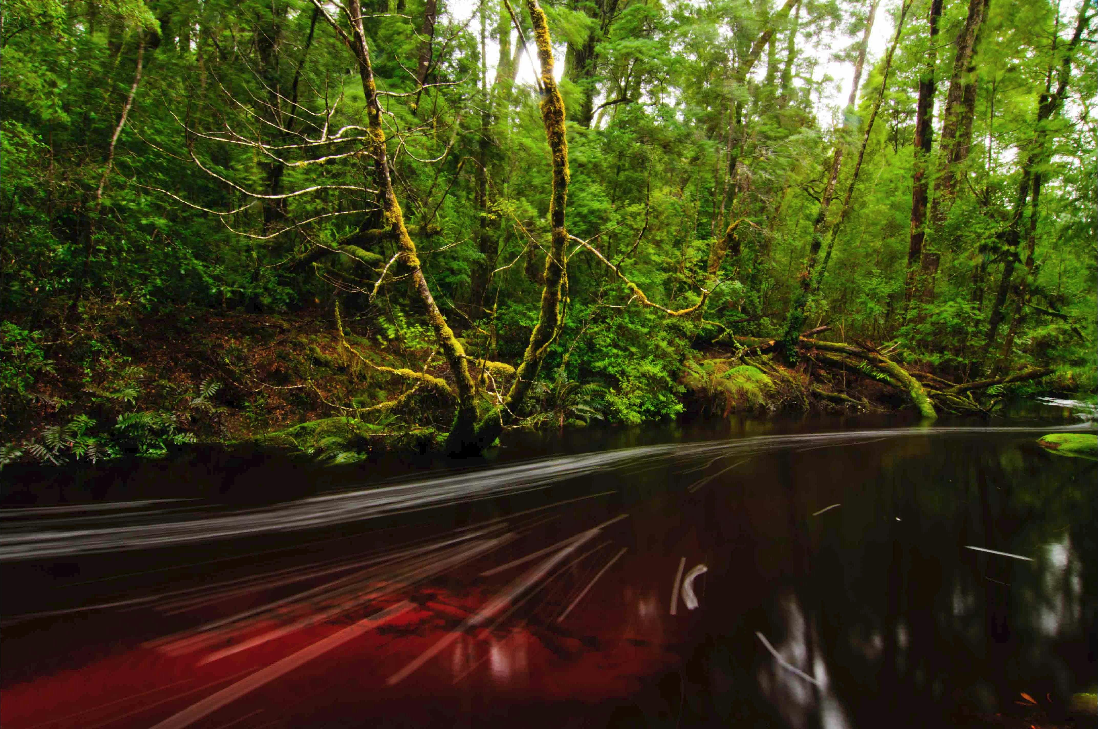 Tarkine Wilderness Walks