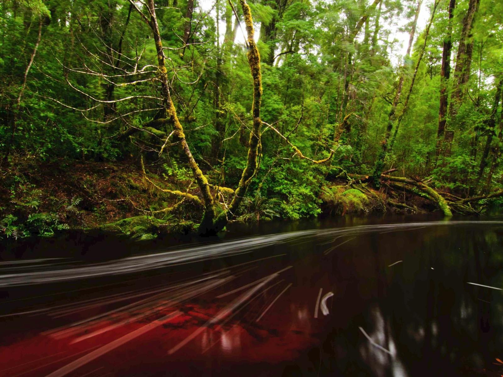 Rainforest