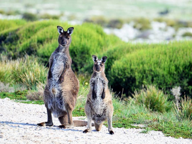 1 Day1 Night Kangaroo Island Wildlife Experience Tour