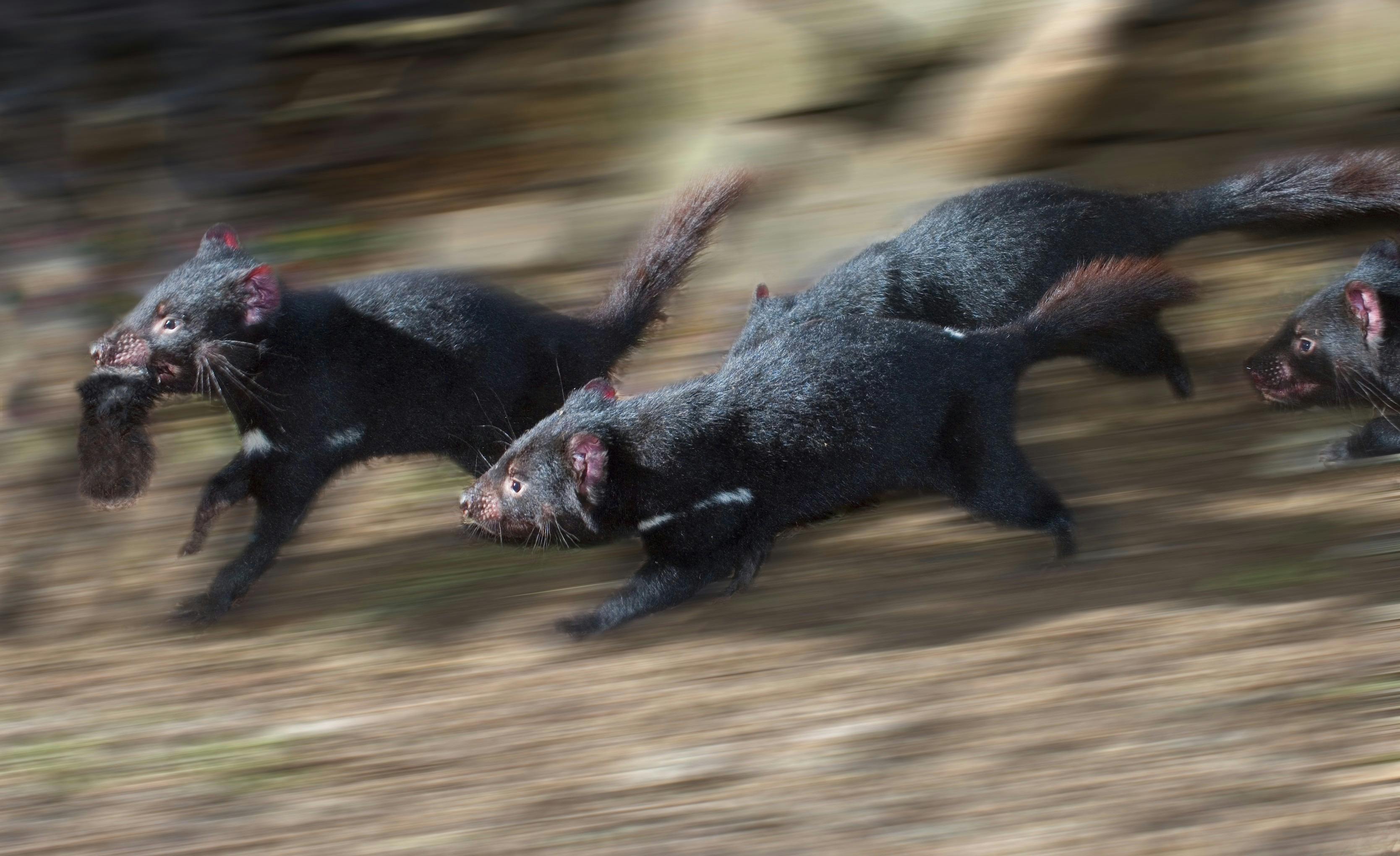 Tasmanian devils