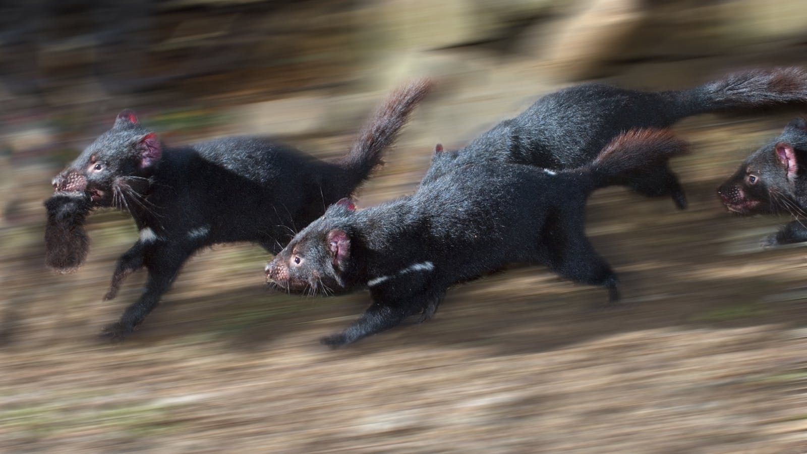 Wild Tasmanian devils