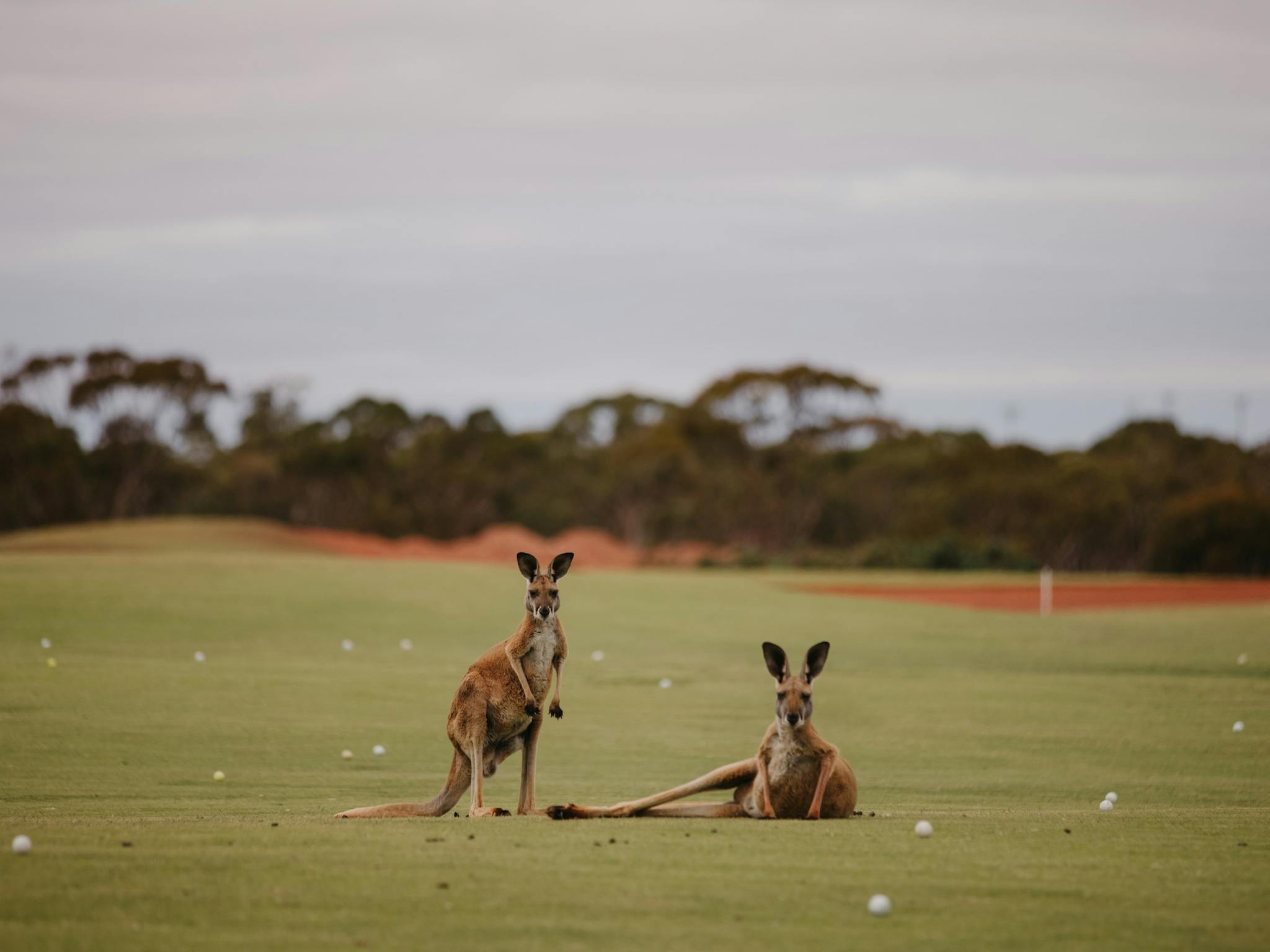 Wildlife at Kalgoorlie Golf Course, Kalgoorlie
