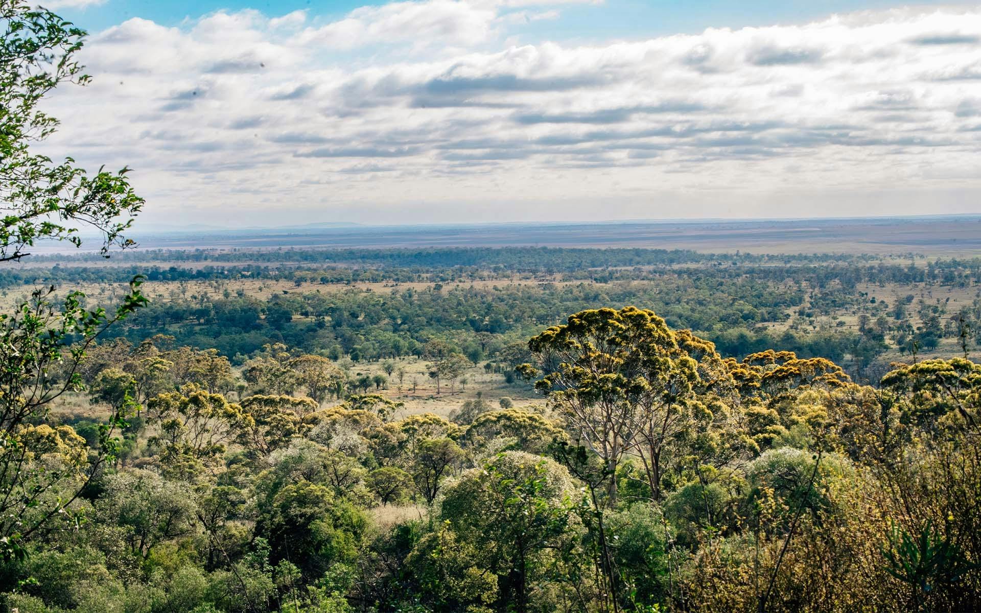 A Landscape covered in trees