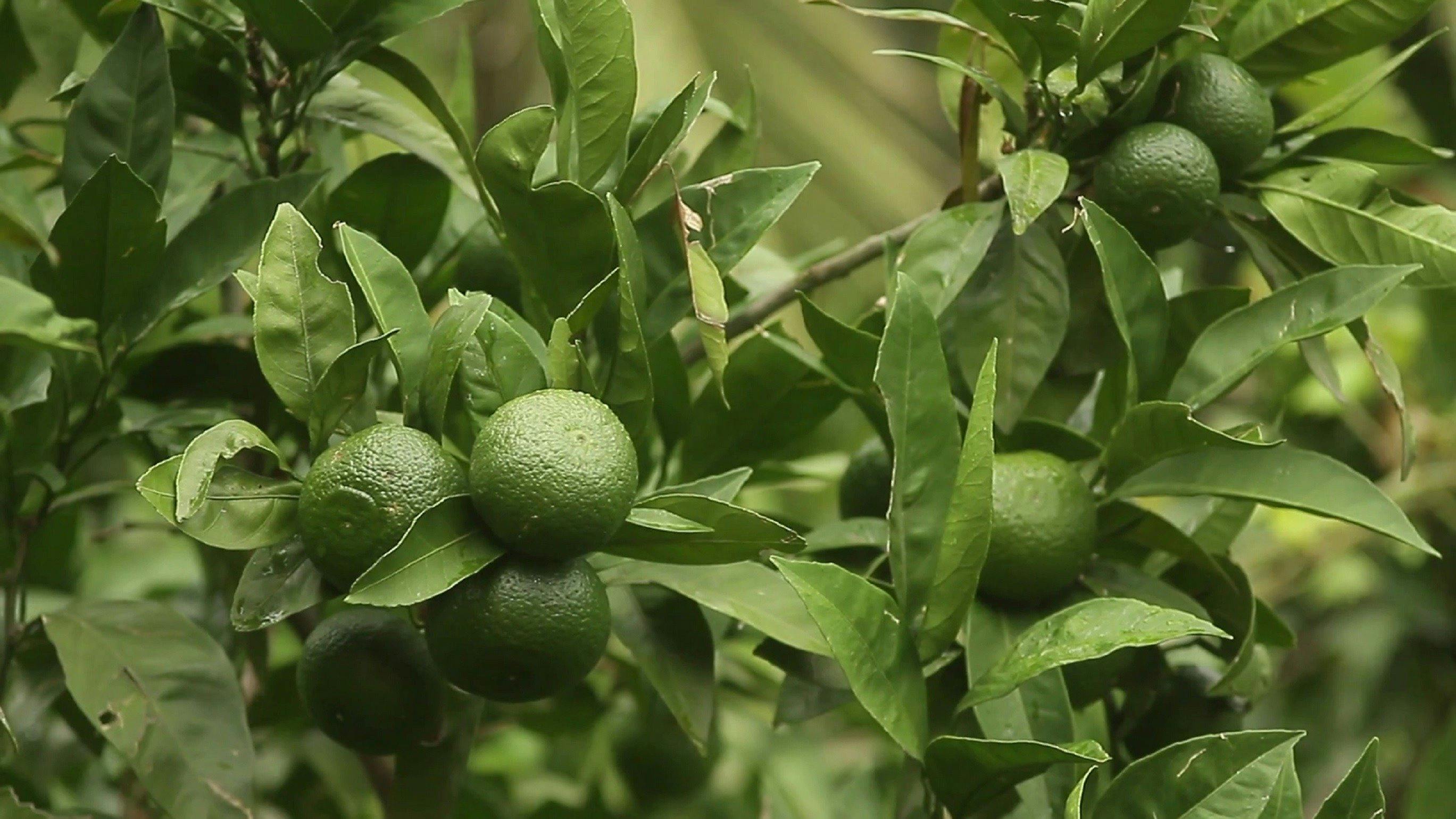 Watkin's Orchard