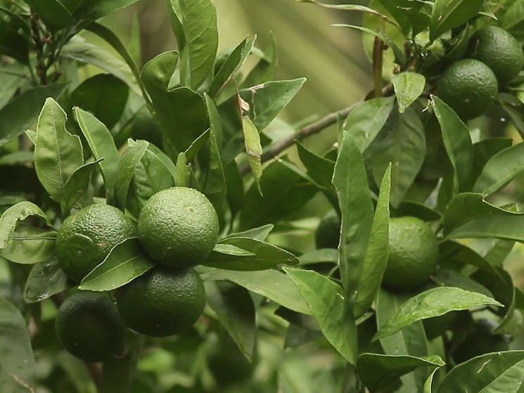 Watkin's Orchard