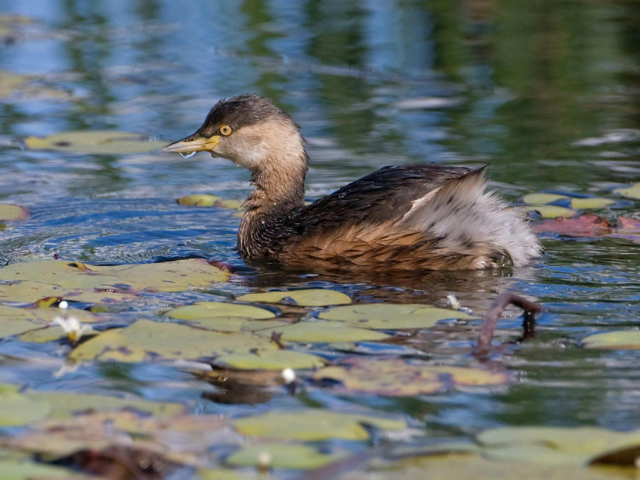 Gleeson Wetlands