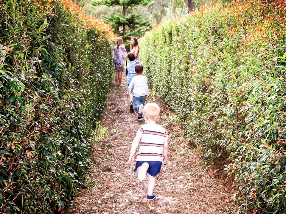 Hedge maze