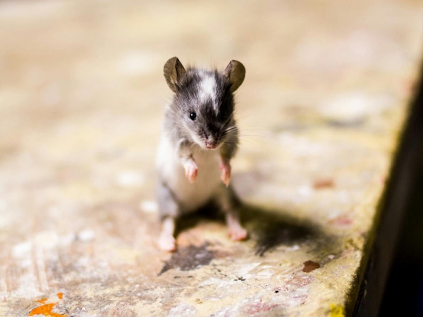 Image for Wired Open Labs: Taxidermy for Beginners