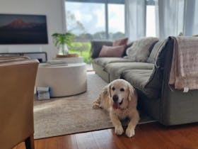 A golden retriever relaxing on the lounge inside The Cape Jaffa Wines Cottage, with vineyard views t