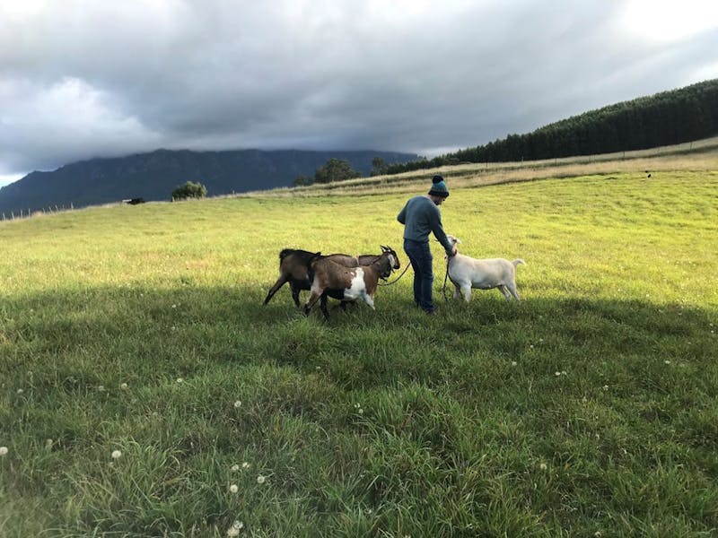 Walk with the goats image