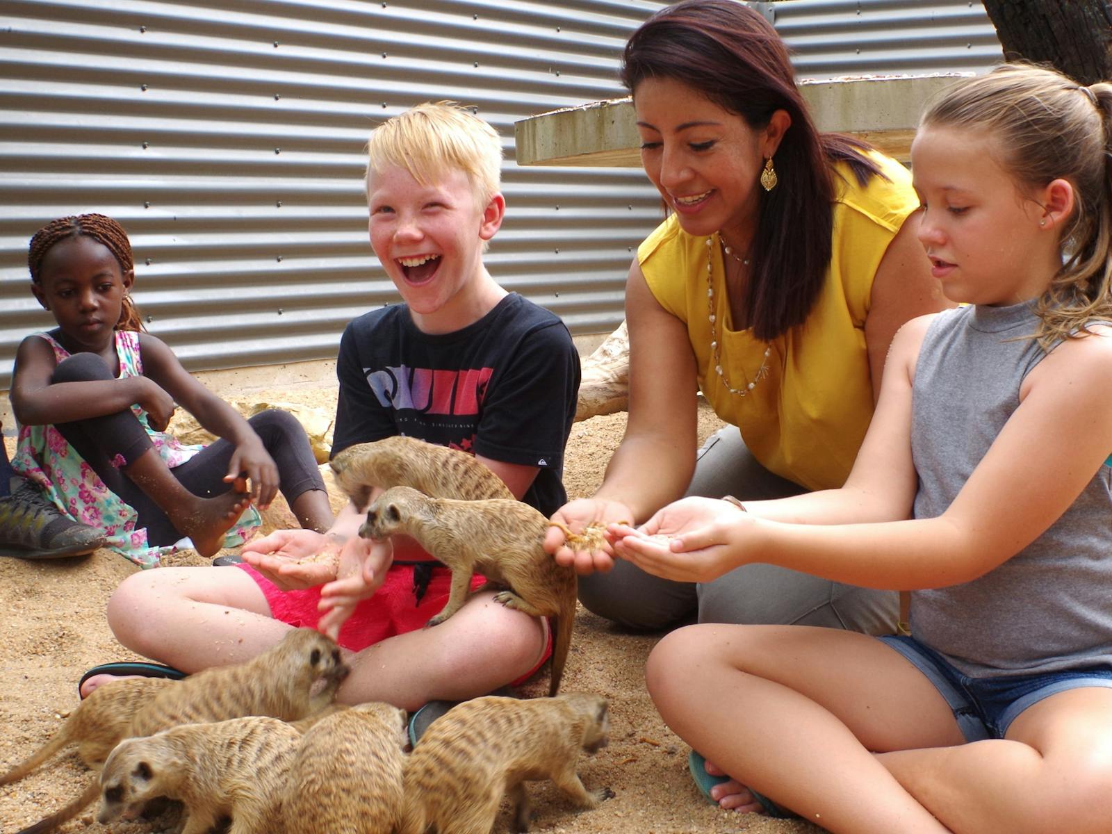 meerkat encounter