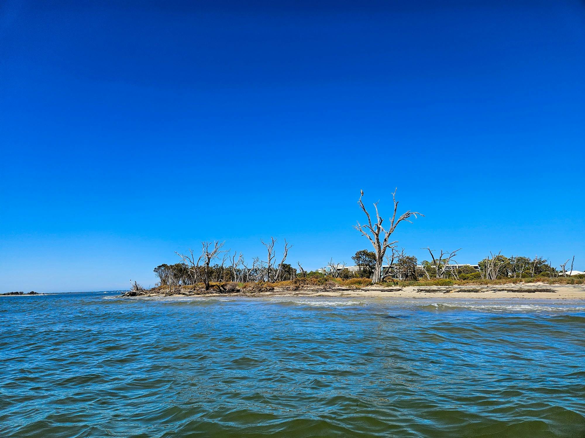 Wildlife in the Peel-Harvey Estuary