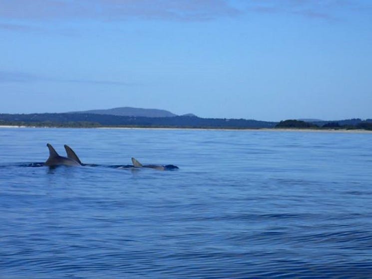 Serenity at its best...awesome experience paddling with nature