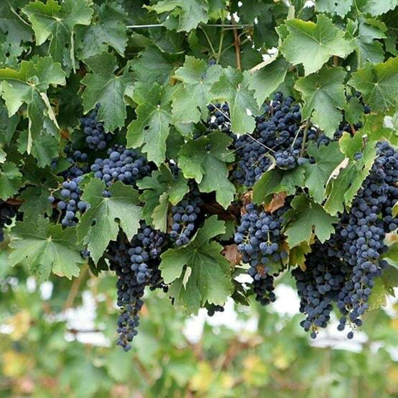 grapes at Essentially Barrington Farmgate Tours