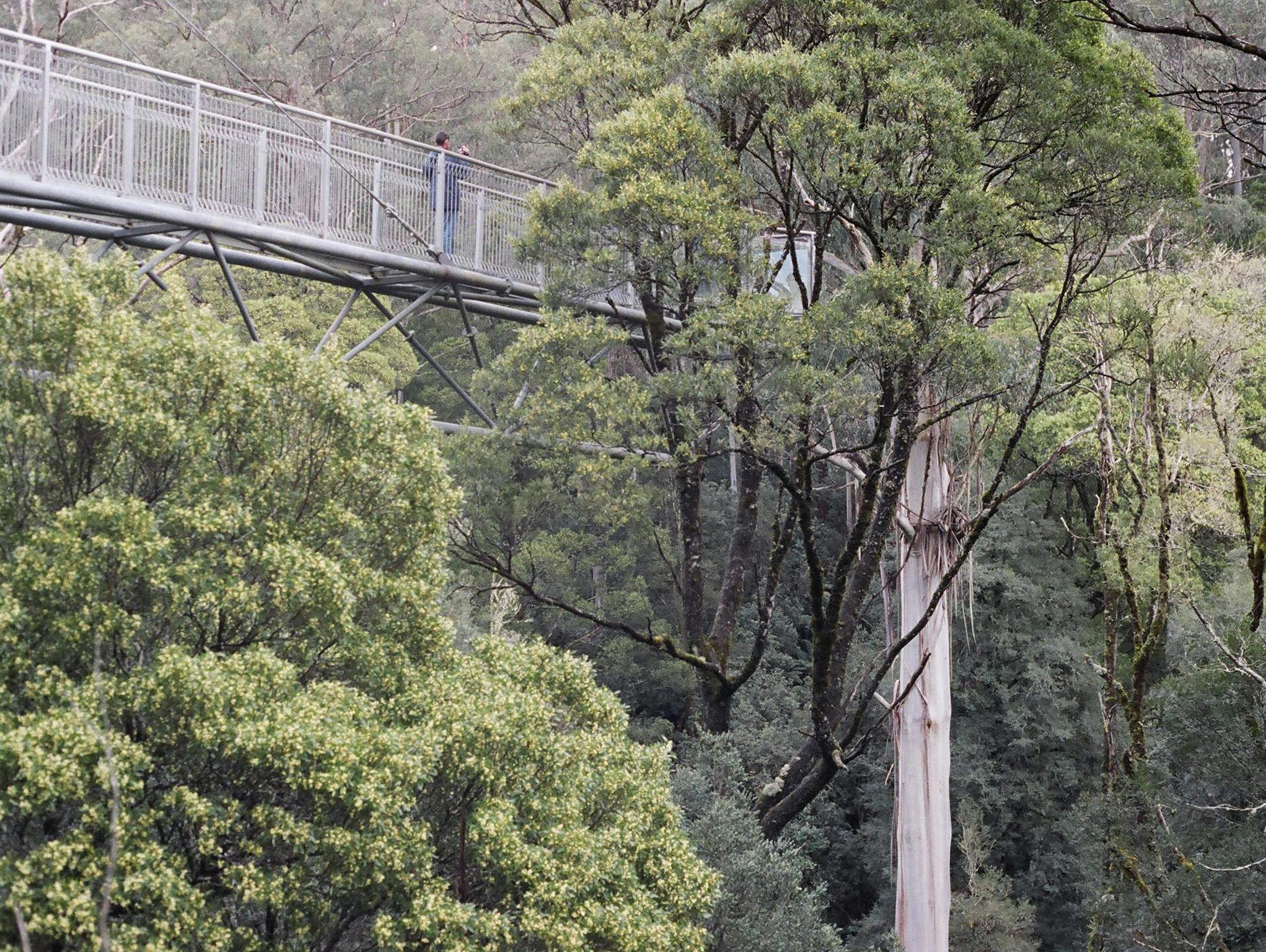 Tree Top Walk, Otways - Great Ocean Road