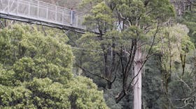 Tree Top Walk, Otways - Great Ocean Road