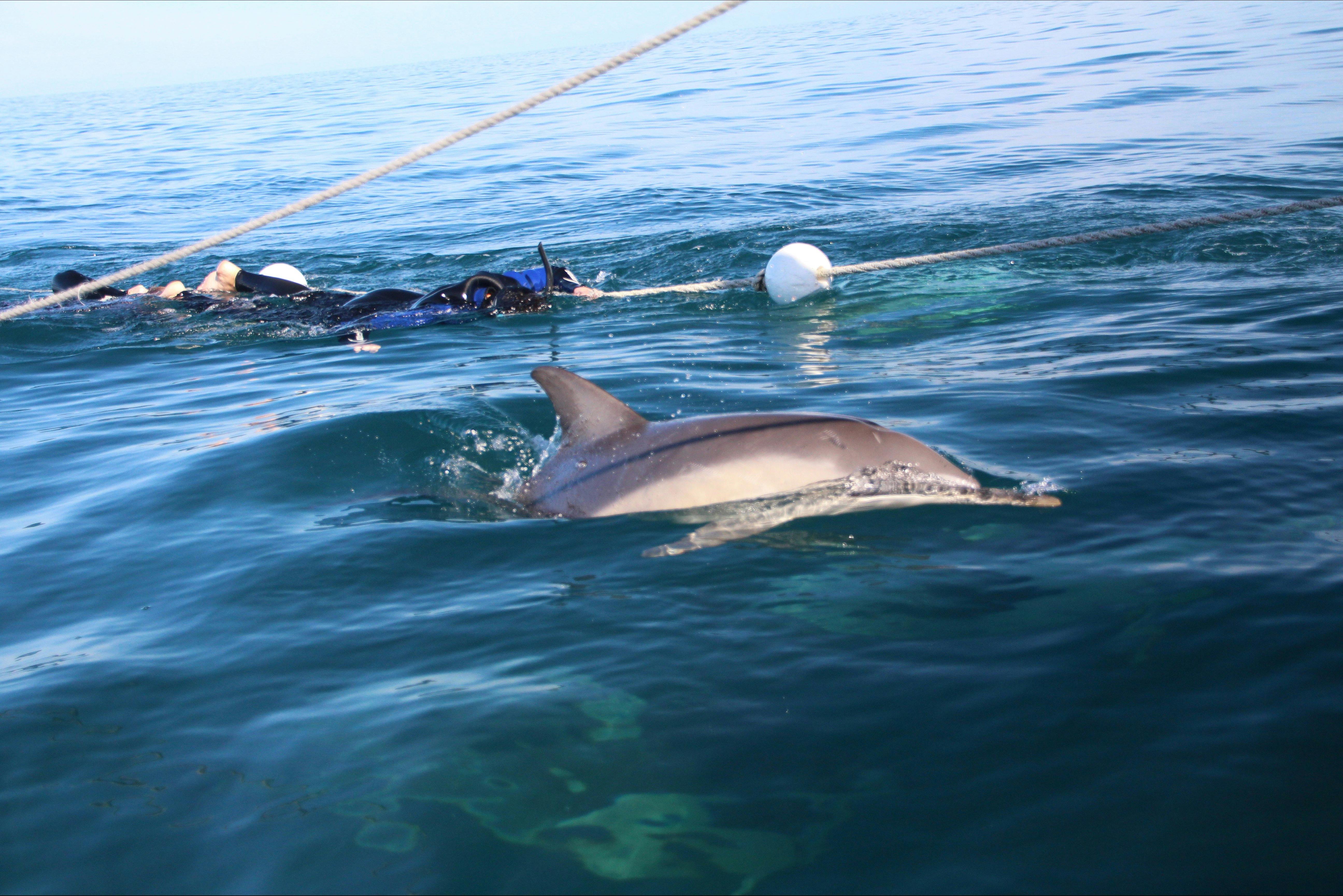Swimming with wild dolphins off Glenelg