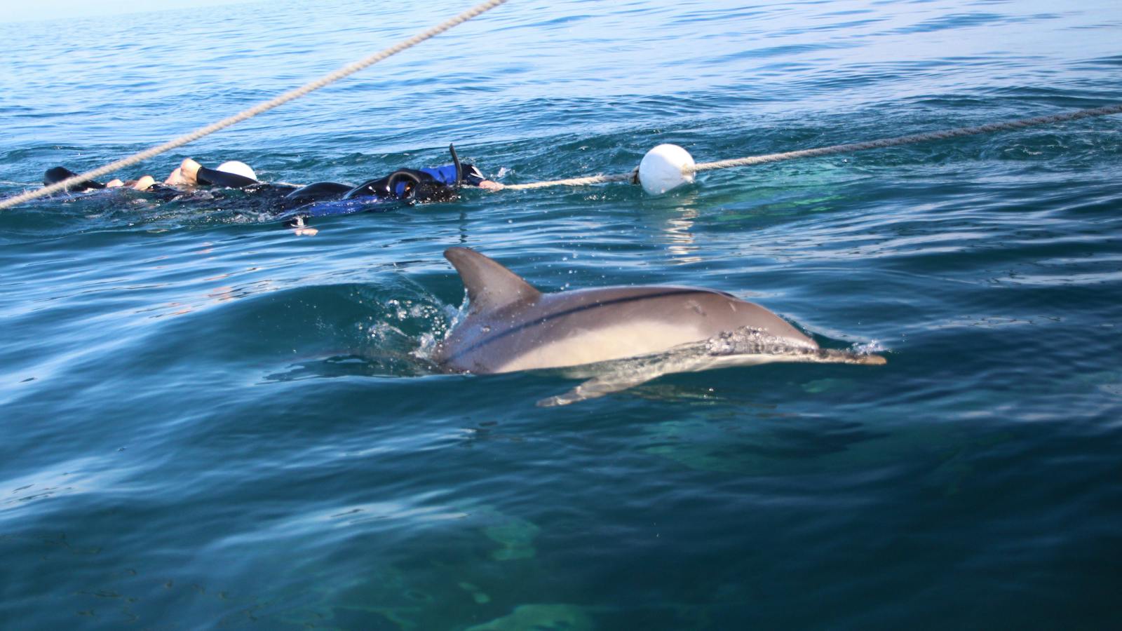 Swimming with wild dolphins off Glenelg
