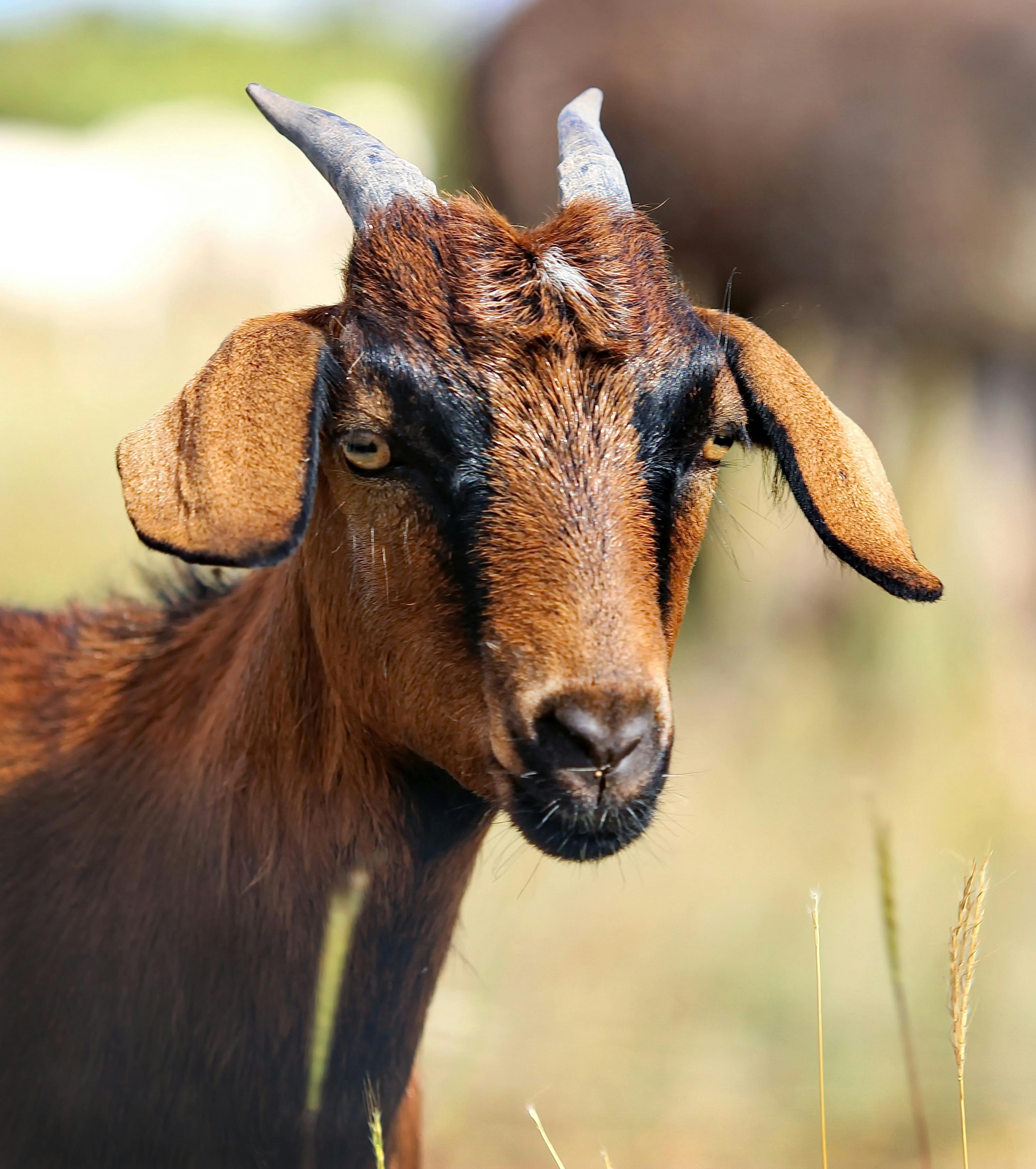 The Duck Inn Animal Family