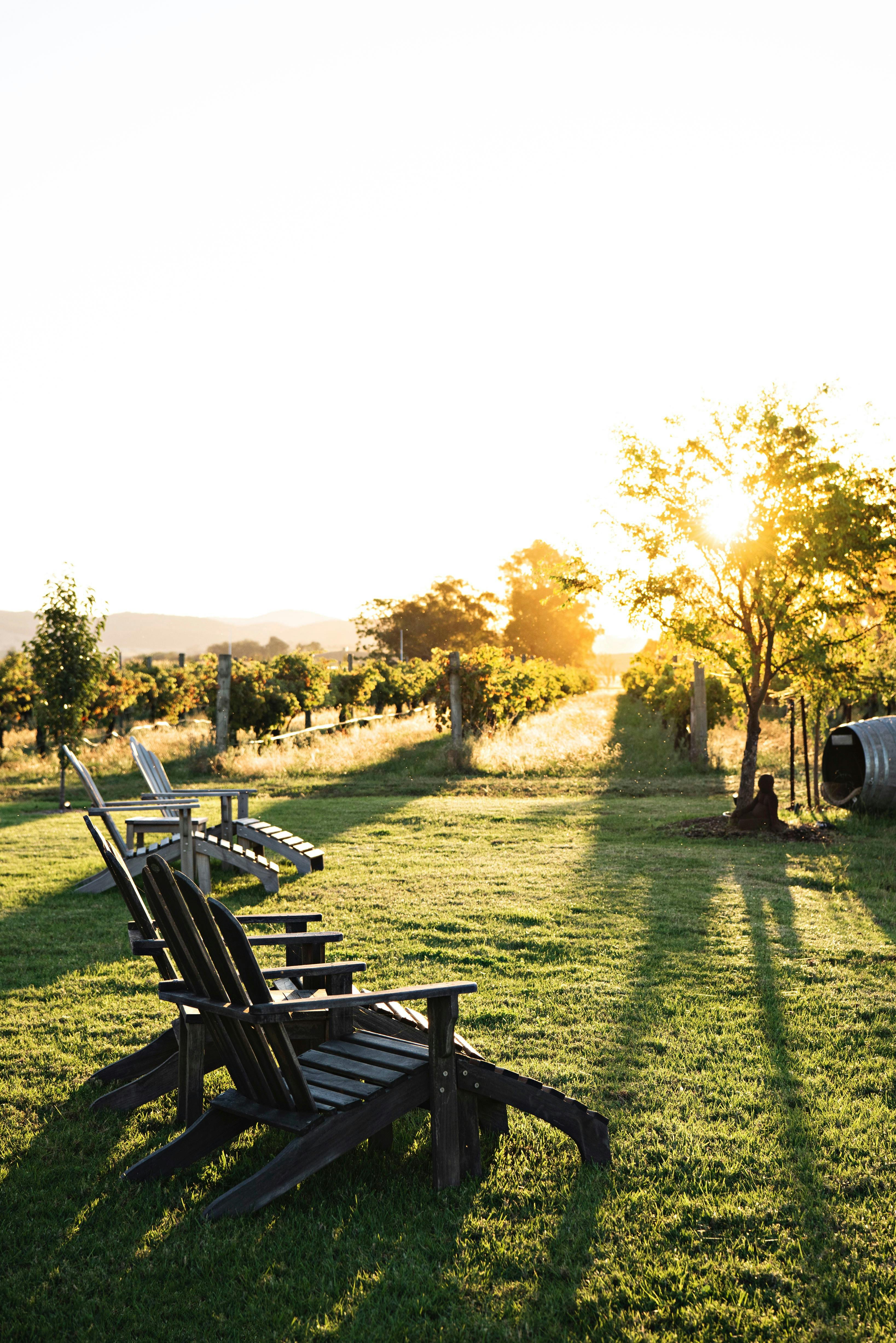 Vineyard at Yeates Wines in Mudgee NSW at Sunset