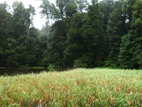 Burraga Swamp walking track