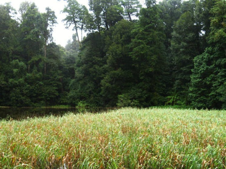 Burraga Swamp walking track