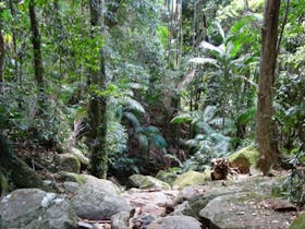 Lyrebird track