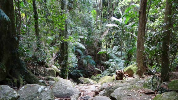 Lyrebird track